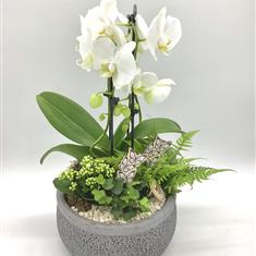 Fleur Coutures Luxury Orchid Arrangement 