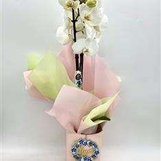 Fleur Coutures Orchid